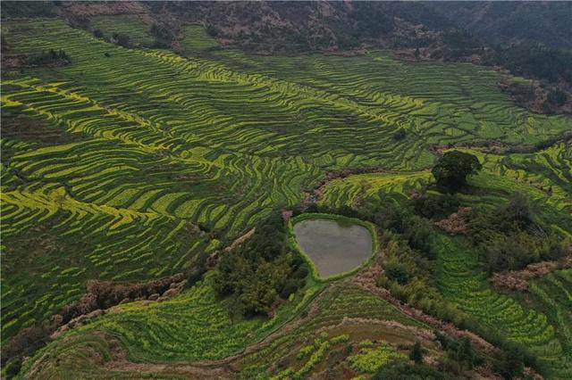 江西婺源的油菜花又开了（绝美盛开等你入画）(15)