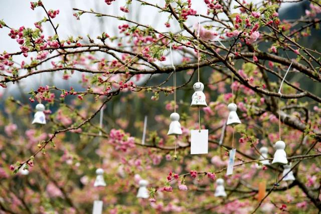 江西婺源的油菜花又开了（绝美盛开等你入画）(24)