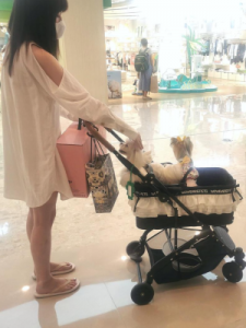 ​成都宠物市场(成都宠物批发市场)