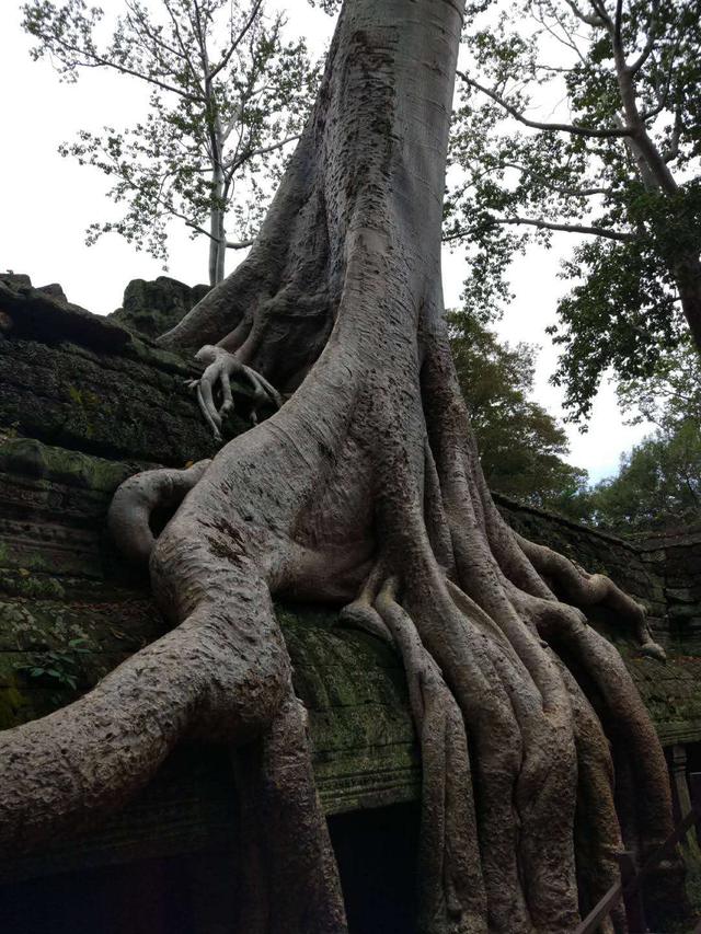 柬埔寨吴哥窟旅游好去处（柬埔寨旅游攻略）(16)