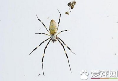 ​蜘蛛有多少只眼睛 蜘蛛的眼睛一共有八只