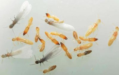 ​如何判断家里有白蚁