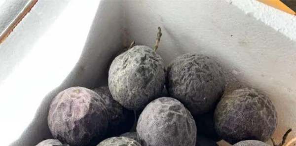 百香果外皮能吃,百香果壳可以直接吃吗图5