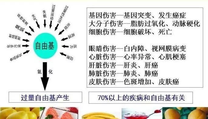 人体自由基是什么