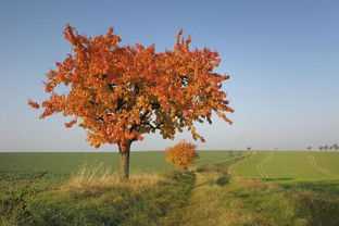 秋天是几月到几月(秋天是几月到几月份)