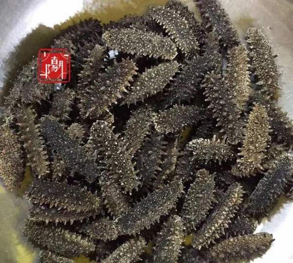 养殖海参和野生海参的区别在哪里,野生海参与养殖海参的五大区别是什么呢图9