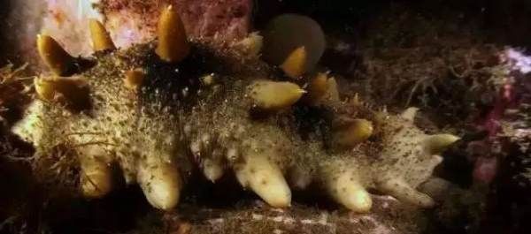 养殖海参和野生海参的区别在哪里,野生海参与养殖海参的五大区别是什么呢图3