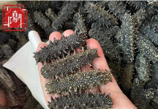 养殖海参和野生海参的区别在哪里,野生海参与养殖海参的五大区别是什么呢图4