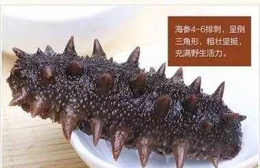养殖海参和野生海参的区别在哪里,野生海参与养殖海参的五大区别是什么呢图8