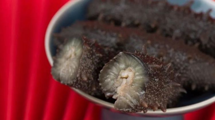 养殖海参和野生海参的区别在哪里图片