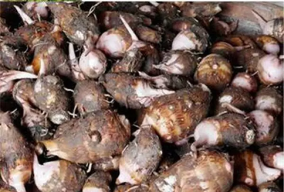 ​芋头发芽能吃,芋艿长出芽还可以吃吗