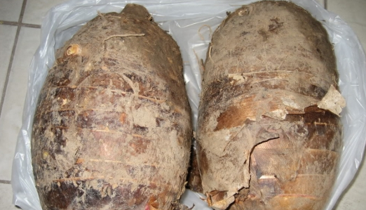 芋头发芽能吃,芋艿长出芽还可以吃吗图3