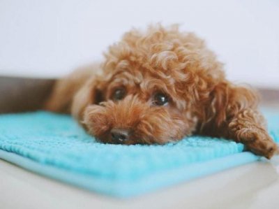 ​养泰迪好还是金毛好(泰迪和金毛哪个好)