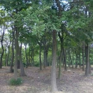 ​绿化苗木常用树——朴树