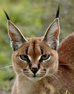 ​万物冷知识之 狞猫