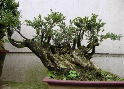 ​盆景造型有4大技法，精通后都是“老师傅”，理想型盆景轻松打造