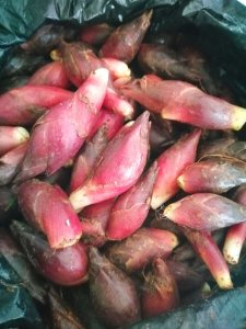 ​洋火姜怎么吃，洋荷的功效与作用，小炒洋火姜