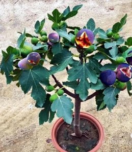 ​无花果扦插实用技巧