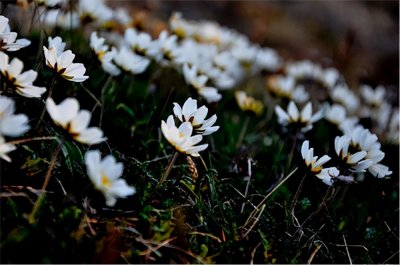 ​惊人的新仙女木事件会重演吗？