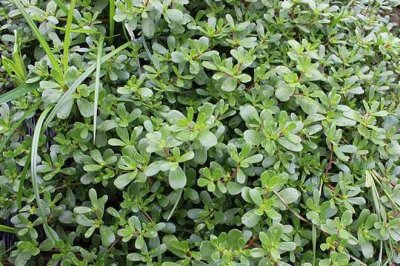 ​流金岁月｜|马蜂菜