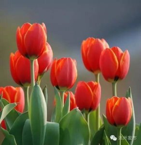 ​万花谷700亩郁金香等你去赏！达州的朋友速看！