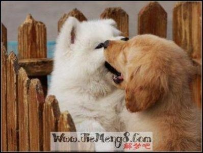 ​女性梦见狗的吉凶暗示及含义