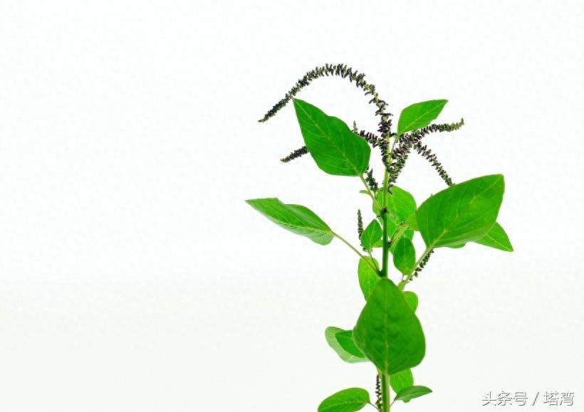 为条友价绍一组狗尾巴花的图片