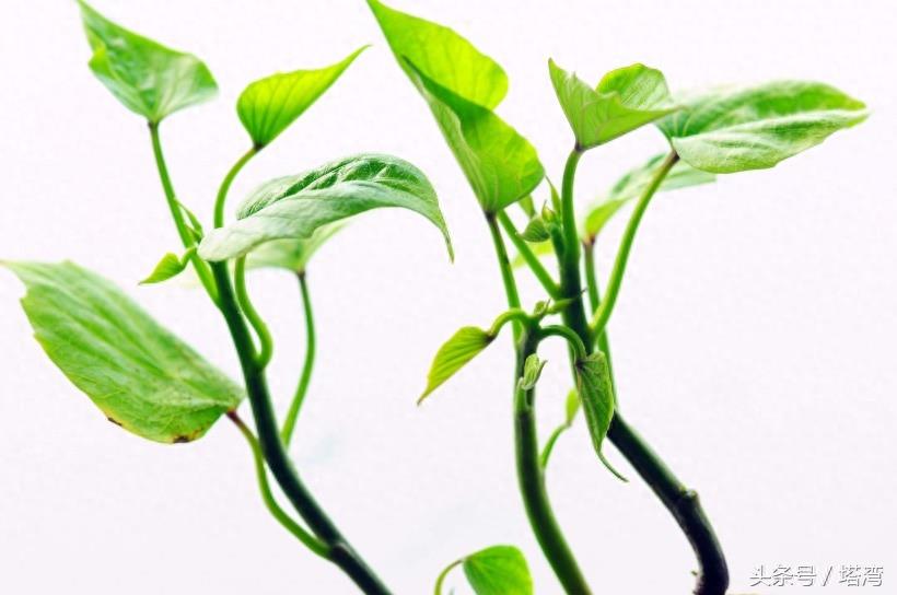 为条友价绍一组狗尾巴花的图片