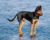 苏联当年援助中国的军警犬：苏联红超级霸气