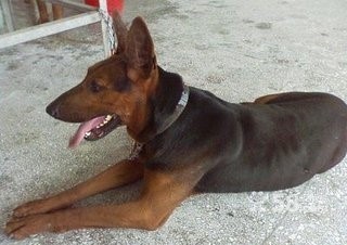 苏联当年援助中国的军警犬：苏联红超级霸气