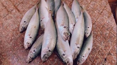 巴浪鱼还是汕头婆婆这个做法好吃，简单易学无腥味