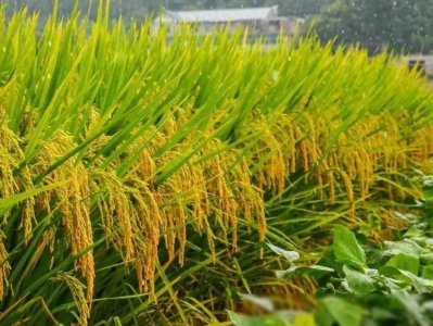 ​竹子与水稻的完美融合：新型竹稻问世，20元一斤背后的特殊之处