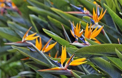 ​酷似一只展翅的小鸟，天堂鸟花卉生态特性和培植概述