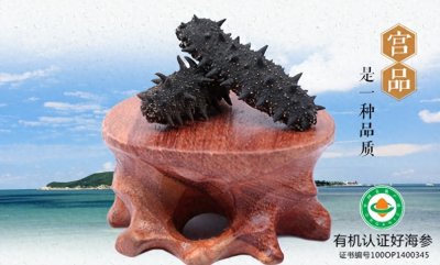 ​进口海参品种多，为何国人滋补只吃国产刺参