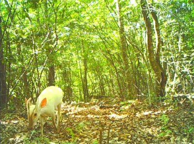 ​湖北神农架首次拍到罕见白化小麂，此前曾发现多种白化动物