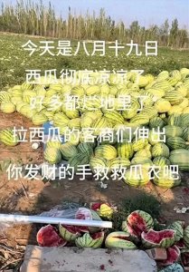 ​宁夏中卫硒砂瓜滞销追踪：市场供需失衡背后的思考