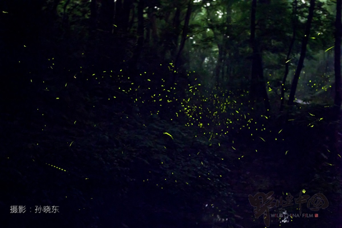 追寻儿时记忆里的常客——萤火虫