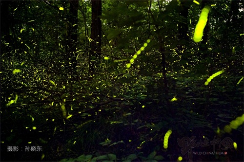 追寻儿时记忆里的常客——萤火虫