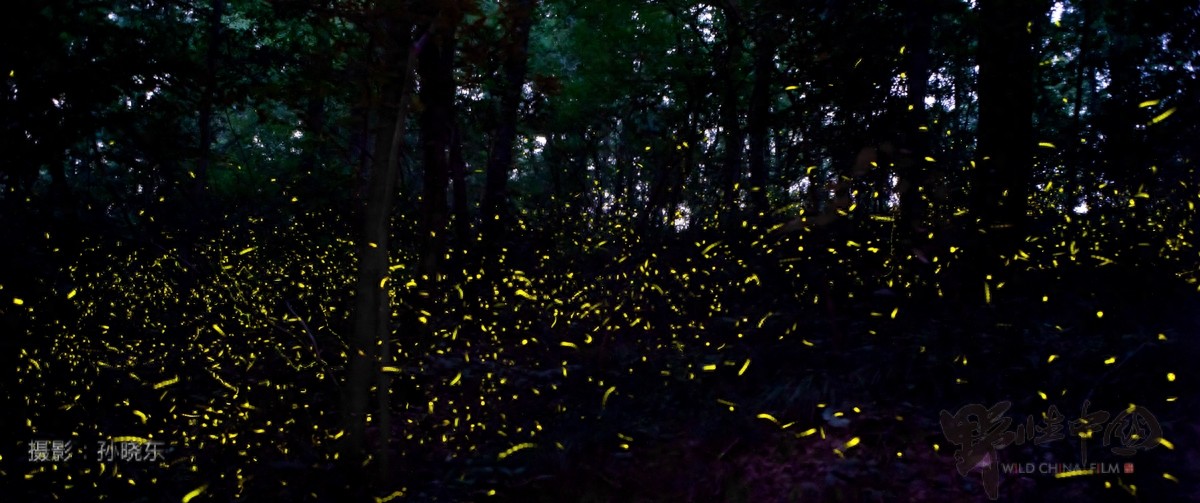 追寻儿时记忆里的常客——萤火虫