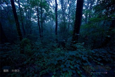 ​追寻儿时记忆里的常客——萤火虫