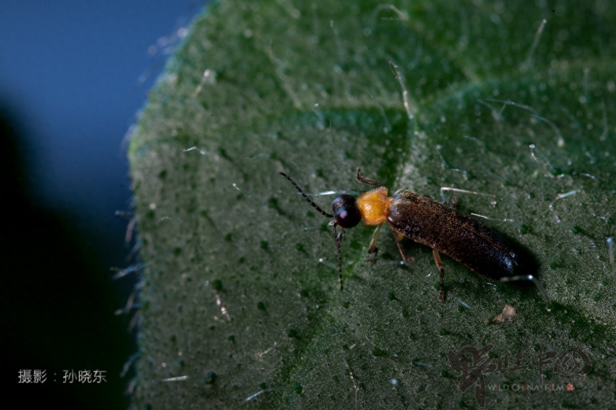 追寻儿时记忆里的常客——萤火虫