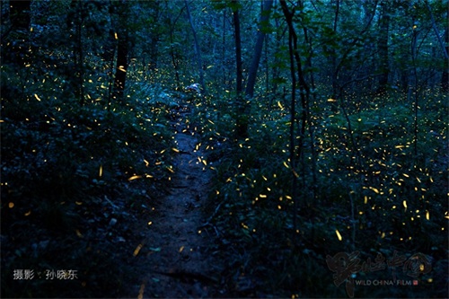 追寻儿时记忆里的常客——萤火虫