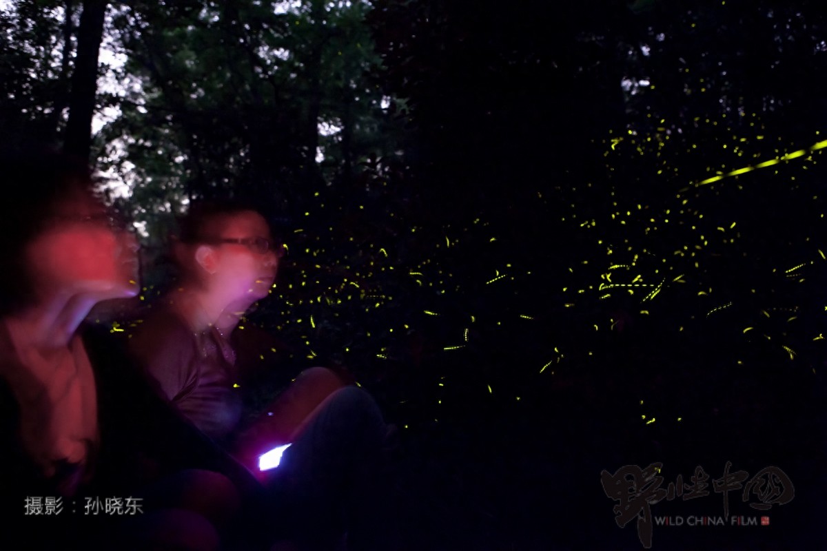 追寻儿时记忆里的常客——萤火虫