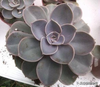 ​多肉植物图鉴（十七）——拟石莲花属（雪莲、玉蝶、星云等）