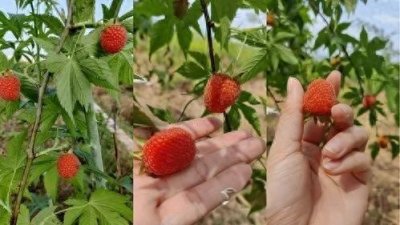 ​种植参考：每斤160元，地少可种植，管理简单成本低，比打工强！