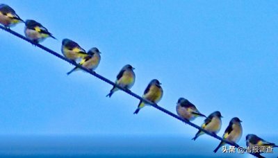 罕见！天桥岭林区出现庞大金翅雀种群 网友：“金雀”报喜，靓眼！